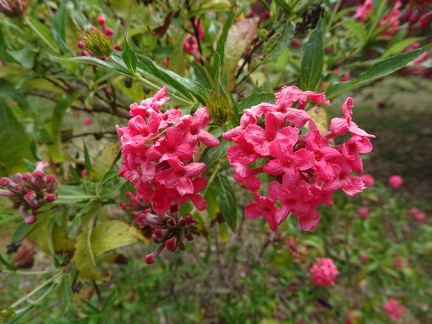Rondeletia